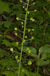 Atlantic camas